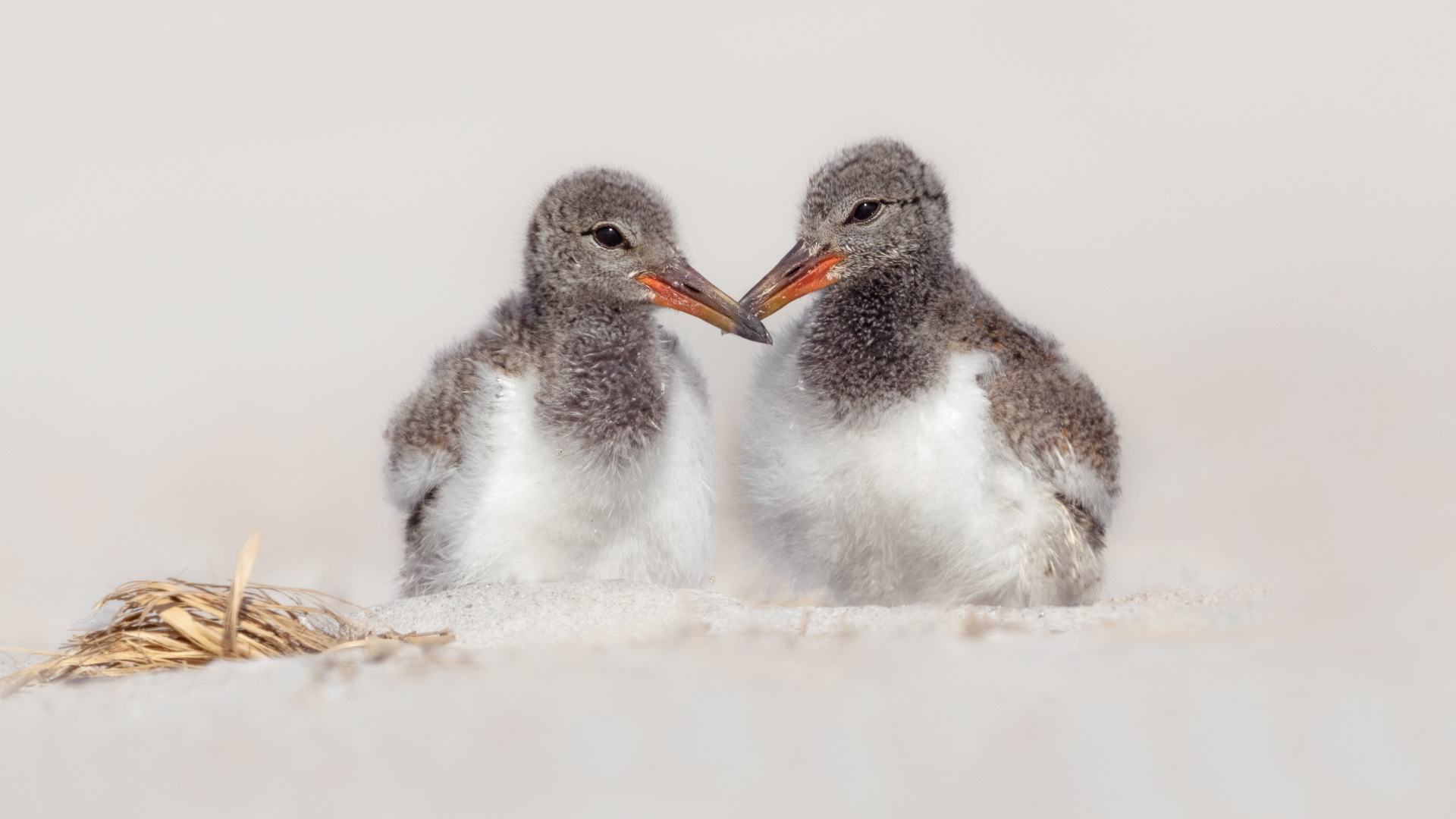 two fuzzy brown and white bird chicks with long orange beaks