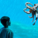 Rear view of a 5 years old caucasian boy watching an Octopus in an Aquarium